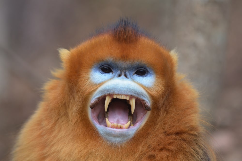 Sneezing monkey, the Bizarre Golden snub-nosed Primates