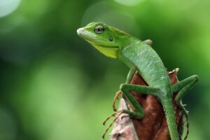 Green lizard