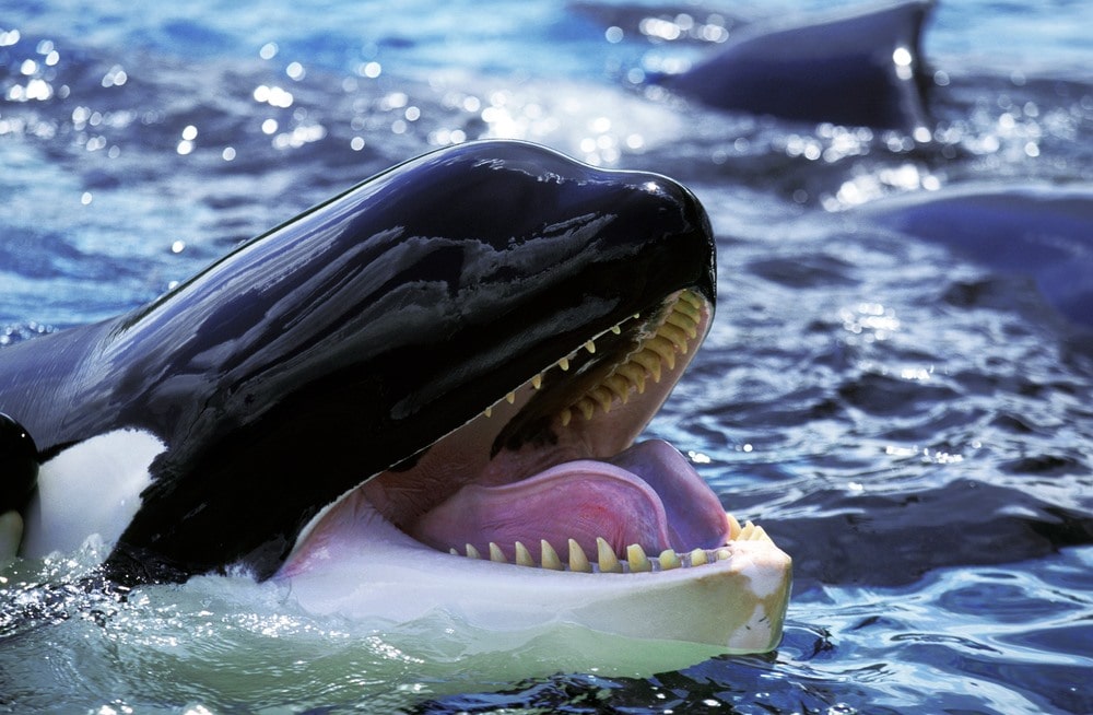 Killer whale Dolphin, Interesting facts about the Orcinus orca