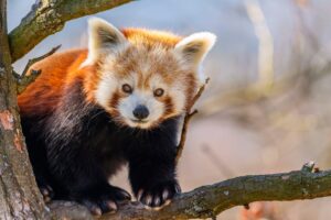 lesser panda