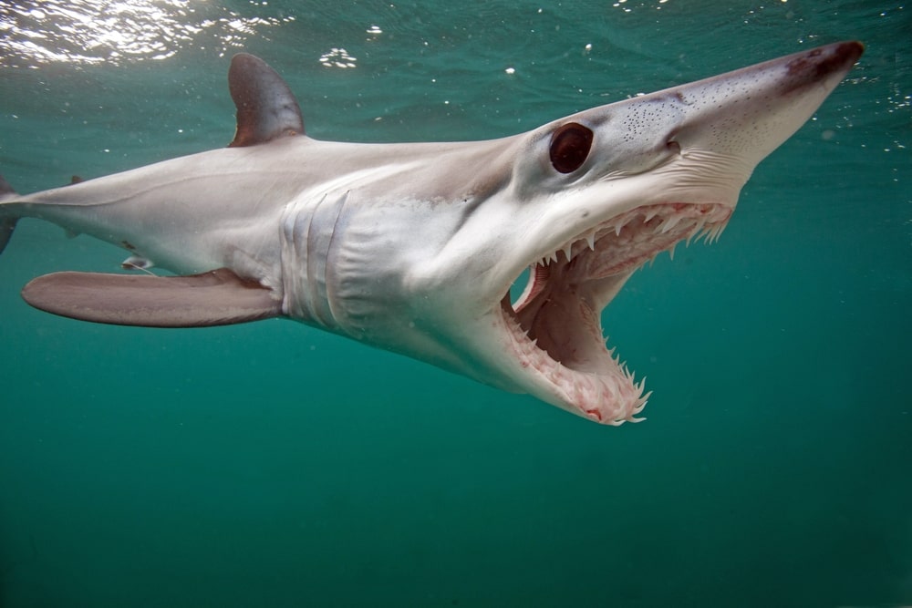 Mako shark facts, Is Mako the fastest shark in World?