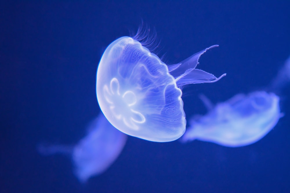 Moon Jellyfish fun facts, How Moon jellyfish Reproduce?