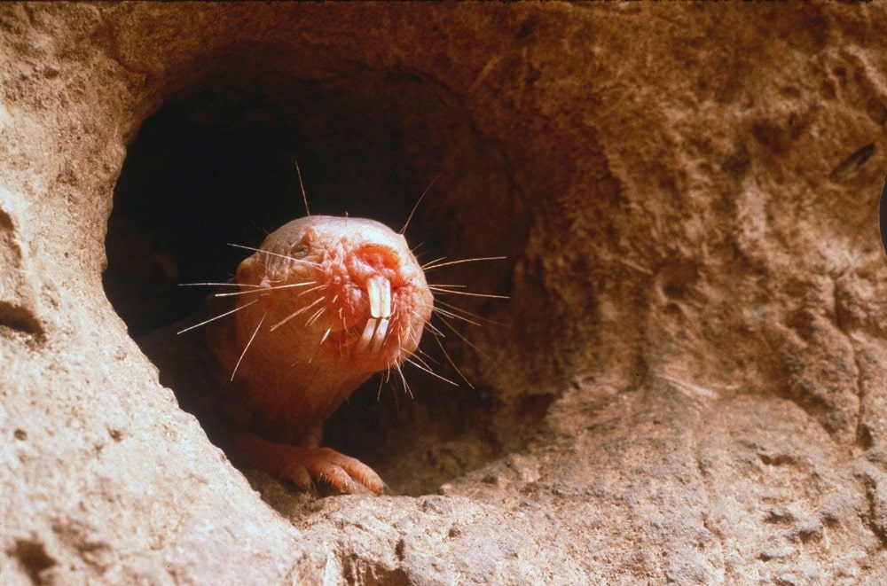Naked mole-rat, The Weirder Animal (Heterocephalus glaber)