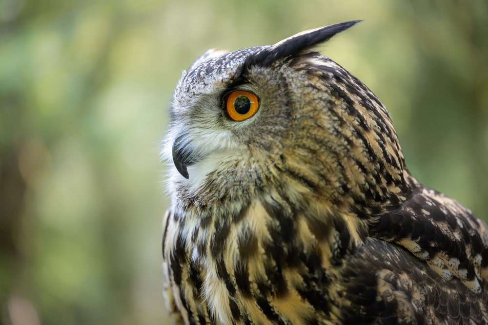 Owl facts, what is special about the Owls Night birds?