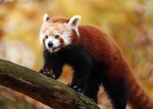 red panda