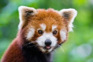 red panda cute animal