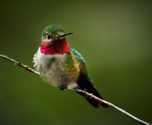 rocky mountain ruby-throated hummingbird