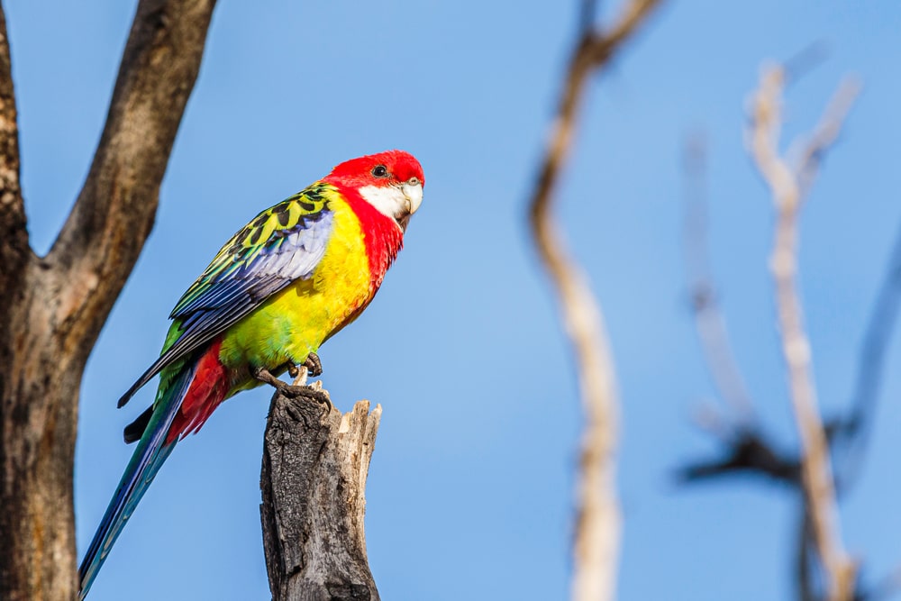 Lovely Rosella Parrots facts, Are rosella parrots good Pets?