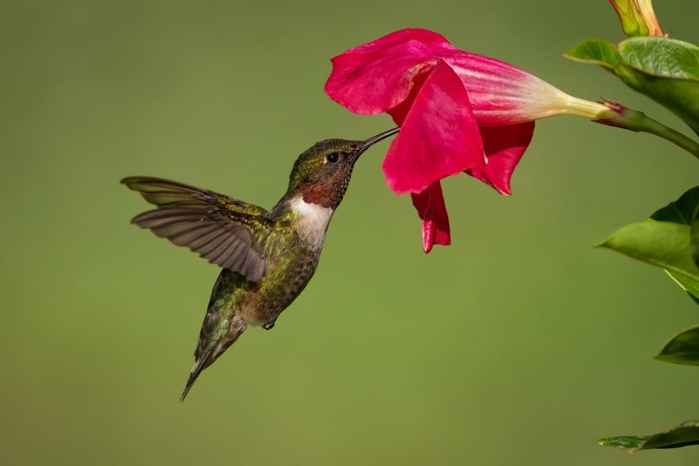 Ruby-throated hummingbird facts, Hummingbirds Size & Range