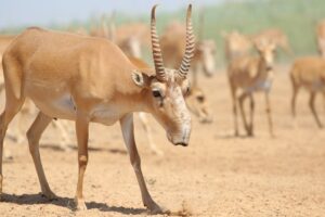 saiga animal