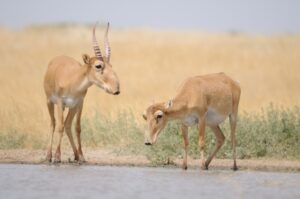 saiga antelopes