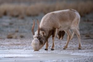 saiga tatarica