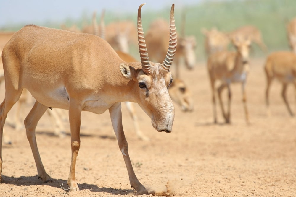 Saiga Antelope facts, Extinct Animal Population & Adaptations