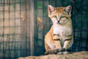 sand cat