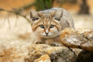 sand cat Felis margarita