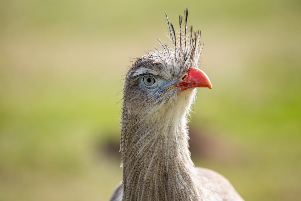 Seriema bird, Red-legged seriema Appearance, Diet & Facts