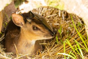 suni antelope cute animal