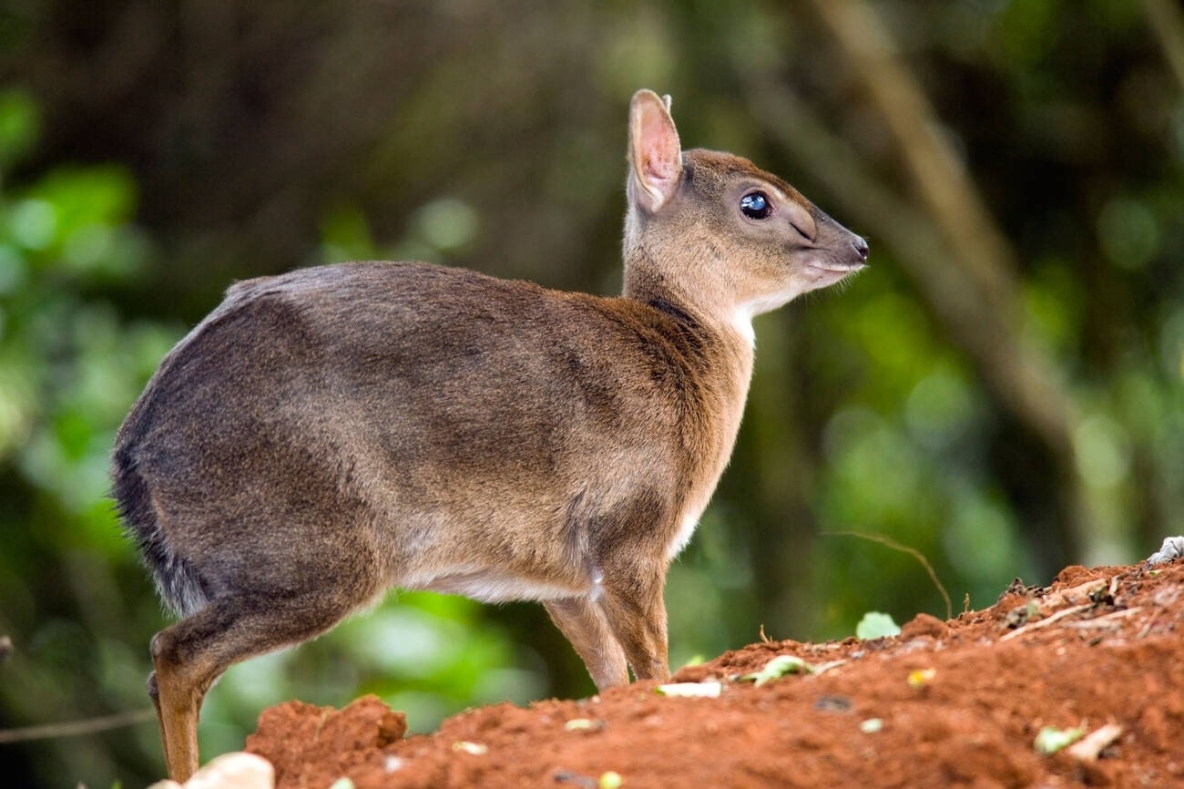 Suni Antelope facts, Size, Habitat, Diet, Life Cycle & Threats