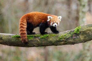 the red panda facts