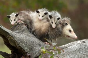 virginia opossums