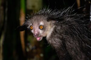 Weird animal aye-aye