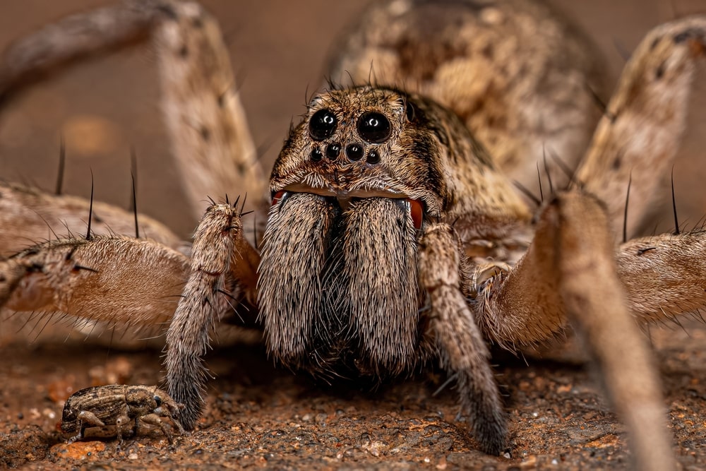 Interesting facts about Wolf spider, Are wolf spiders Dangerous?